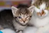 Conjuntivite em gatos filhotes é muito comum!