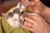Tratamento da conjuntivite felina é feito com colírios e antibióticos