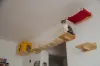 Prateleira: gato ama explorar o ambiente e ser estimulado a brincadeiras com o parquinho. (Arquivo Pessoal: @o_fazedor)