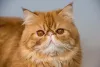 O gato Persa laranja é um verdadeiro charme em forma de felino