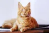 Gato amarelo: Maine Coon é uma das muitas raças que têm essa cor de pelagem