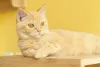 Munchkin: gato ruivo é uma das possibilidades da raça