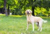 O cachorro Labrador é muito paciente e dedicado com os menores