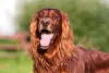 O Setter Irlandês, apesar de pouco popular, é uma raça que se dá muito bem com crianças