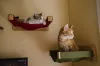 Prateleiras para gatos: os felinos adoram ver o mundo de cima! (Arquivo Pessoal: @o_fazedor)