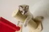 Prateleiras para gatos: dentro da estrutura tem também arranhador! (Arquivo Pessoal: @o_fazedor)
