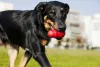 Enriquecimento ambiental: cachorro brinca, se diverte e tem os seus sentidos exercitados