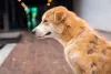A caspa canina pode causar perda difusa de pelos