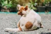 O cão tende a se coçar bastante quando está com caspa