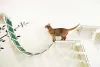 Um claro exemplo de gatificação é quando a casa possui estantes e nichos próprias para os gatos