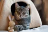 Para gatificar o lugar onde você mora, não pode faltar uma toca ou casinha para gatos