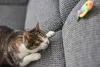 A gatificação inclui brinquedos para gatos que afloram os instintos naturais do animal, como a caça
