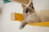Prateleira: gato que vive em ambiente enriquecido tem benefícios na saúde mental e física! (Arquivo Pessoal: @o_fazedor)
