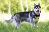 Husky Siberiano andando ao ar livre com língua de fora