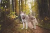 Husky Siberiano marrom e branco na floresta