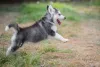 Husky SIberiano filhote pulando