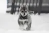 Filhote de Husky andando na neve
