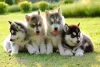 Vários filhotes de Husky juntos em cima da grama