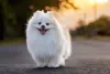 O Lulu da Pomerânia branco é um dos mais queridinhos e parece até um floquinho de neve