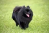 O Lulu da Pomerânia preto é um dos mais charmosos