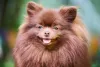 O Lulu da Pomerânia marrom ou chocolate é mais raro