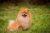 O Lulu da Pomerânia caramelo ou laranja é um dos mais encontrados