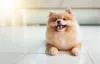 O Lulu da Pomerânia bege ou creme também é uma possibilidade na raça