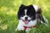 O Lulu da Pomerânia preto e branco tem manchas bem definidas pelo corpo