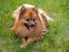 O Lulu da Pomerânia caramelo e preto tem uma aparência mais exótica