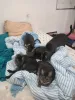 Todos os filhotes da ninhada de gatos receberam cuidados médicos e de higiene, além de muito amor