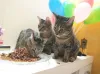 Josy não se arrepende nem um pouco em ter adotado toda a ninhada de gatos abandonados