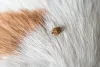 O carrapato fica alojado no pelo do cachorro enquanto suga seu sangue para se alimentar