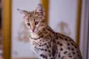 O gato Savannah pode ter até 20 Kg e sua personalidade varia de acordo com as raças cruzadas