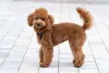 O Poodle é considerado por muitos o melhor cachorro para quem tem alergia, pois quase não solta pelos