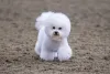 Quem olha para a juba do Bichon Frisé nem imagina que ele é um ótimo cachorro para quem tem alergia
