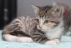 O gato rajado é brincalhão e se apega facilmente