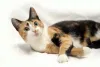 O gato de 3 cores é dócil e com um jeitinho super meigo