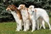 Cachorro Borzoi pode ter vários tons de pelagem