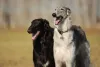 O Borzoi pode ser preto, cinza, branco... todas as cores são aceitas!