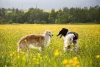 A raça Borzoi é grande, mas ao mesmo tempo muito amável