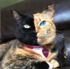 @venustwofacecat