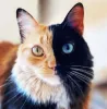 @gataquimera