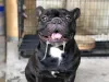 O Bulldog Francês adulto pode chegar a uma média de 15kg