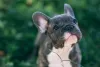 Resistir ao Bulldog Francês filhote é bem difíci