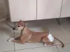 A vira-lata Pipa é uma cadela com deficiência que não tem a pata traseira
