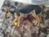 A Mel é uma cachorra com deficiência que foi atropelada e teve a bacia fraturada
