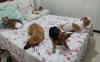 Seja um cachorro com deficiência ou não, Tereza trata todos os seus cães com o mesmo amor e carinho