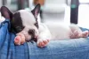 Filhote recém-nascido: Bulldog Francês precisa de cuidados específicos nos primeiros dias de vida