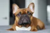 O Bulldog Francês é um cão de companhia perfeito para famí­lias com crianças!
