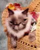 O gato janus Frankie and Louie quebrou um recorde e conseguiu sobreviver por 15 anos